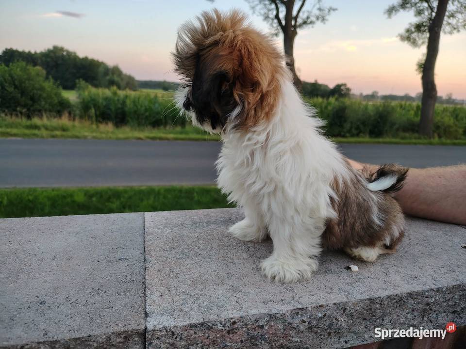 SHIH TZU szczeniaczki Psy wielkopolskie Leszno