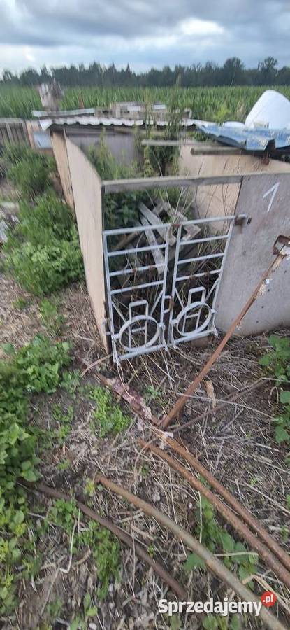 Kojce cieląt kujawsko-pomorskie Złotniki Kujawskie sprzedam