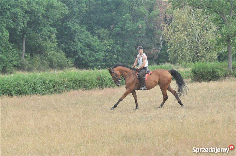 POLSKI KOŃ SZLACHETNY PÓŁKRWI KLACZ DAKOTA Kościan
