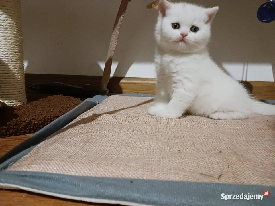 Kocur Brytyjski Smyczyna