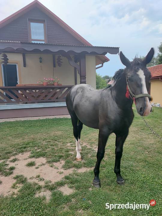 Klacz Śląska podkarpackie Przeworsk sprzedam