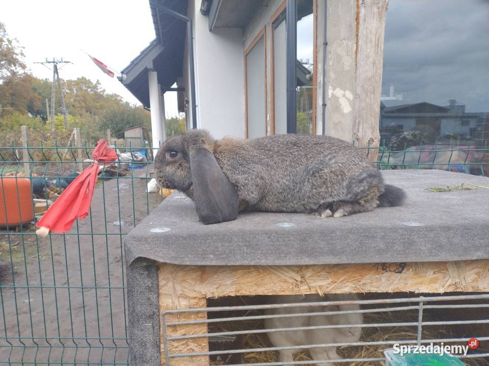 sprzedam samiczka baran francuski Turzno