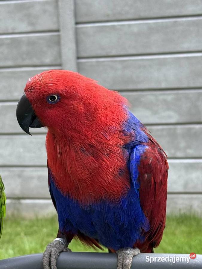 Papuga papugi Lora Wielka samiec i samica Głogów