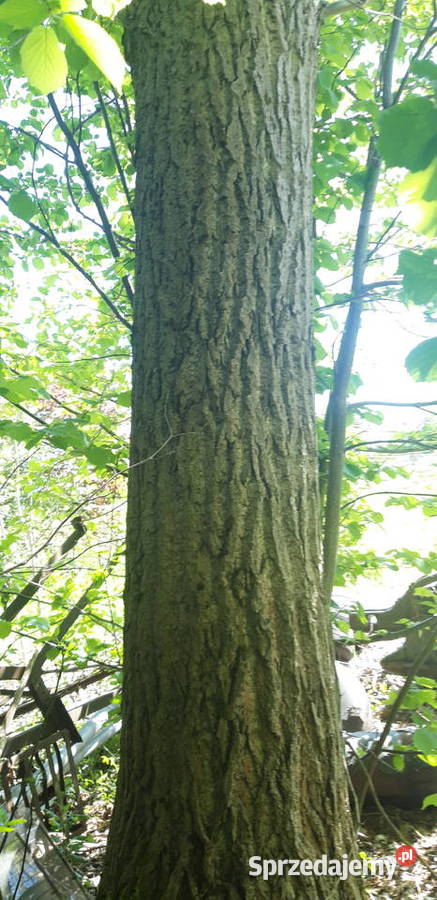 Topola drzewo do wycięcia