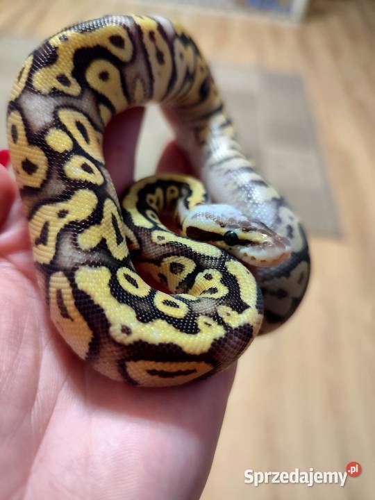 Pyton królewski samiec cb25 Gady i płazy Pruszków