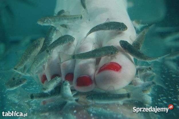 Fish Spa Pedicure Rybki Garra Rufa stanowisko Słupsk