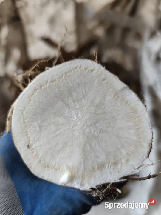 Warzywa pietruszka marchew ziemniaki Jędrzejów sprzedam