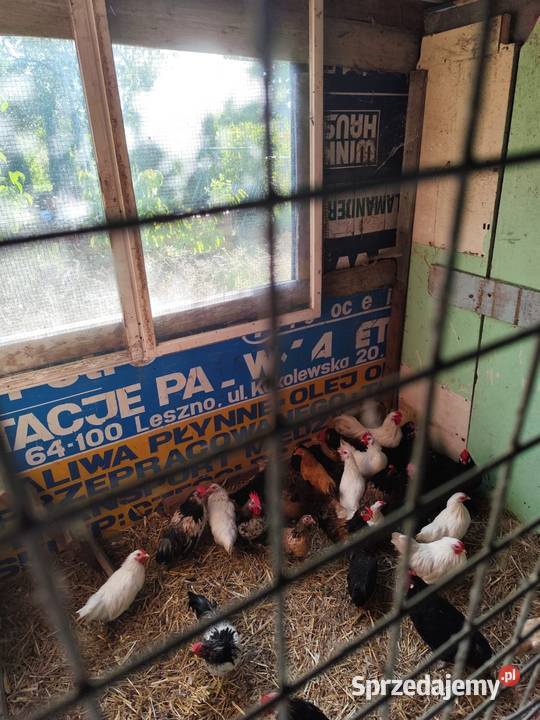 Cwergi kurki białe 6 dostępnych Kościan