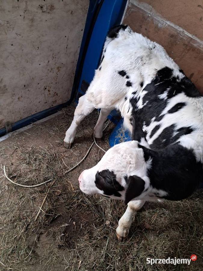 Cielaki mieszańce Bydło Klonownica Mała