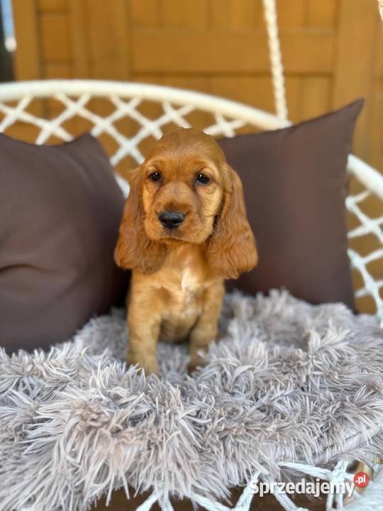 Cudowna mocno złota sunia Cocker Spaniel Warszawa