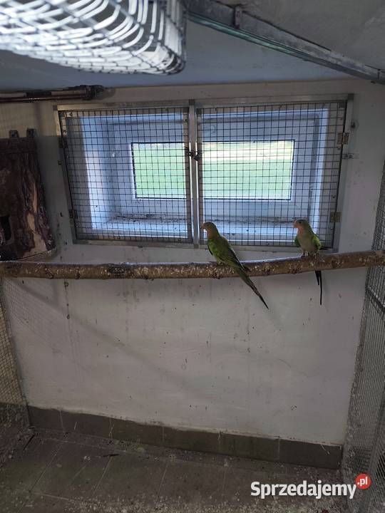 Księżniczki walii młode 2425 całe stado Ptaki Pszczyna sprzedam