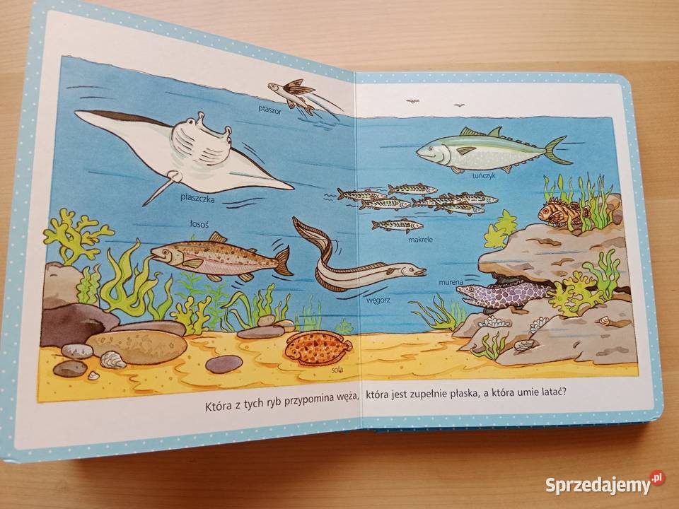 Obrazki maluchów Książka Wydawnictwo Olesiejuk dla przedszkolaków (3-5 lat)  Poznań