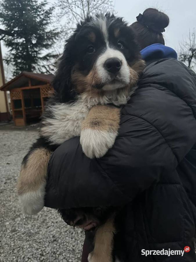 Berneński pies pasterski Bobi Jagodnik