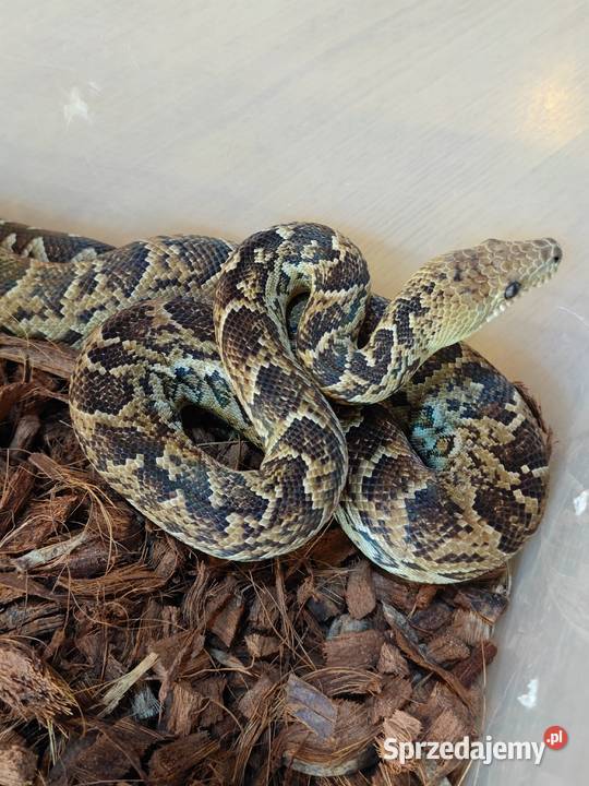 Parka boa kubańskich Radzionków