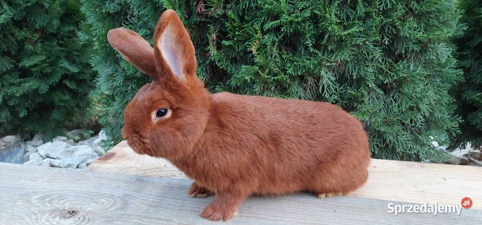 Samce samice nowozelandzki czerwony NC Szczyrzyc