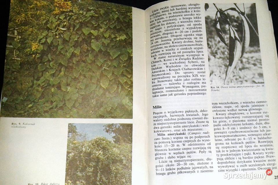 Pnącza ozdobne w domu Bluszcz powojnik lubelskie