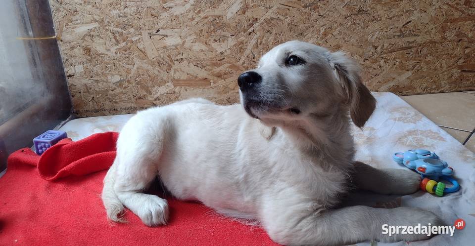 Golden Retriever szczeniaki ZKwPFCI suczka Praszka