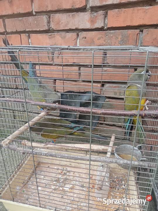 Patagonki Ptaki Wawrzeńczyce