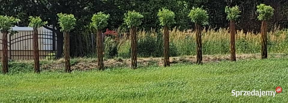 Wierzba pleciona drzewko wiklinowe podkarpackie Rzeszów sprzedam