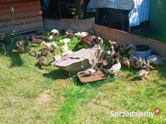 Kaczki staropolskie z przydomowej hodowli