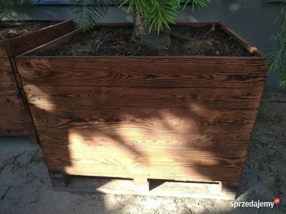 Jodła kalifornijska 5m w donicy drewnianej Skierniewice