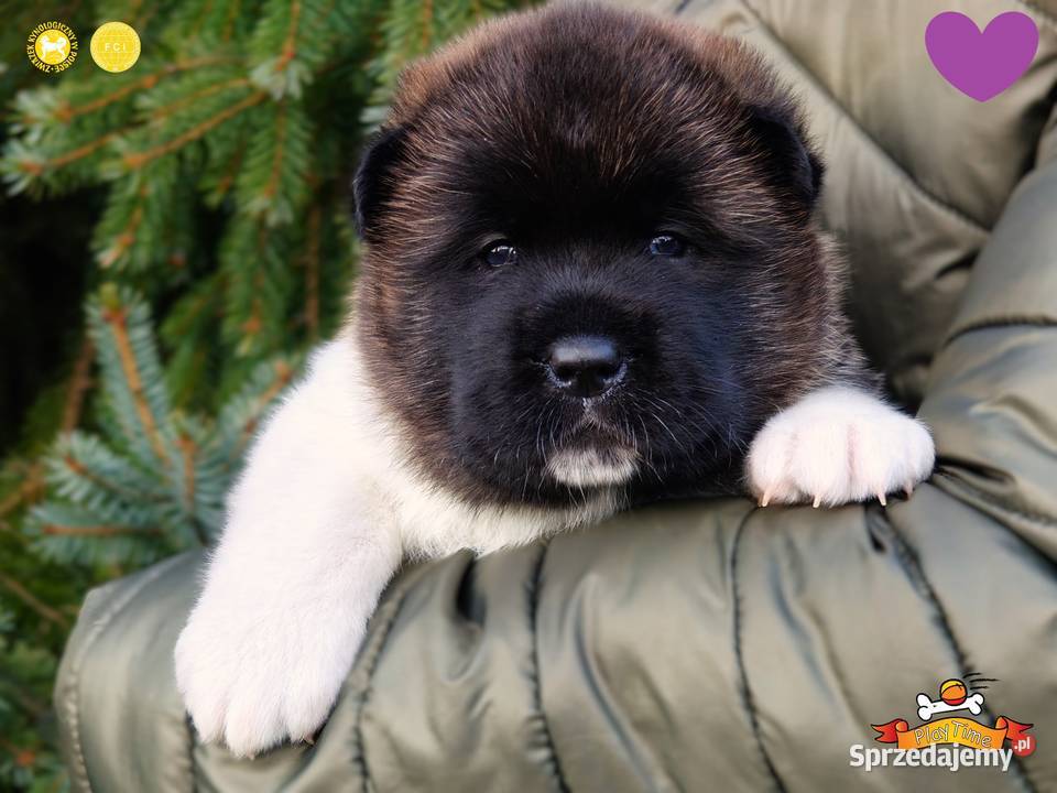 Szczenięta AKITA AMERYKAŃSKA odbiór marzec łódzkie Poddębice