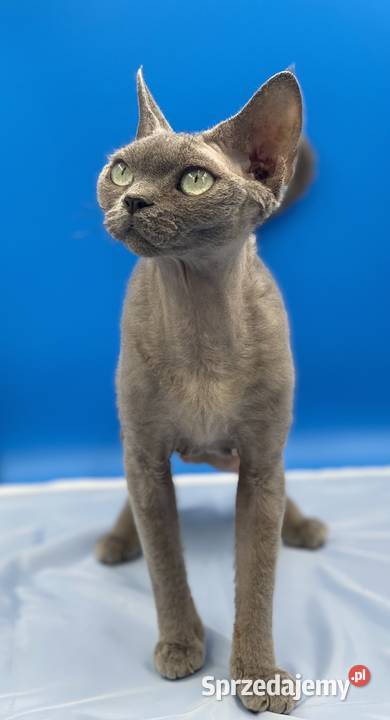 kocięta devon rex Pabianice
