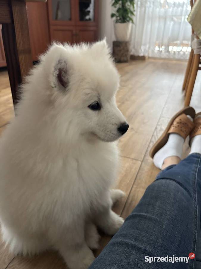 Szczenięta Samoyed Pabianice