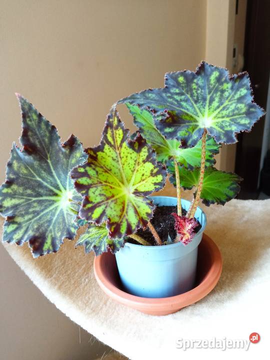 Kwiaty domowe podlaskie Białystok