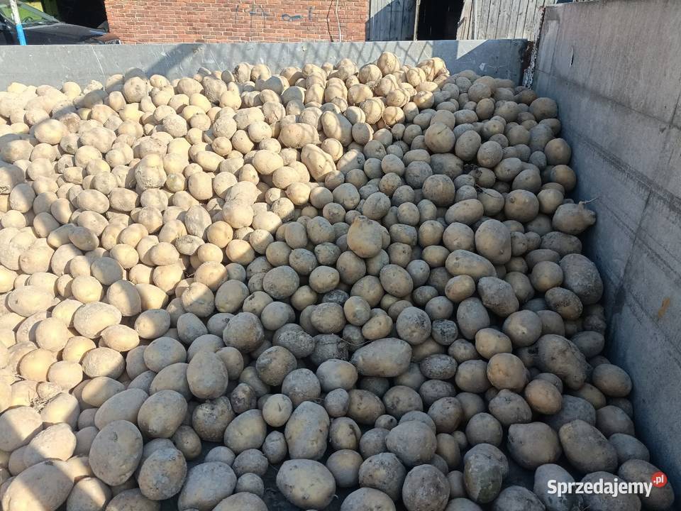 Sprzedam ziemniak Mazur duze Kraśnik