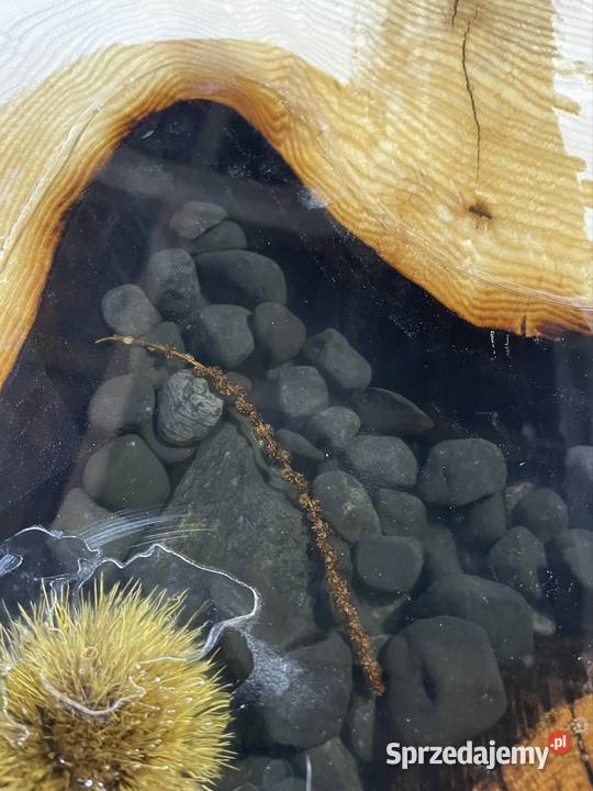 Stół monolit jesion 200 x 104 z żywicą Przysucha