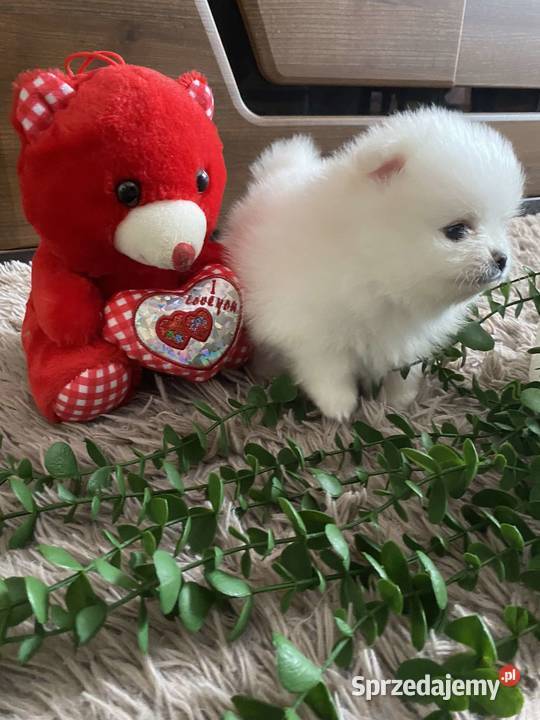 SZPIC MINIATUROWY POMERANIAN ŚLICZNE PIESKI łódzkie Drogusza