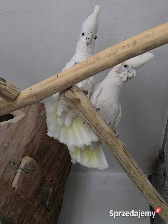 Dorosła para Kakadu Mała Salomońska łac Cacatua Rawicz