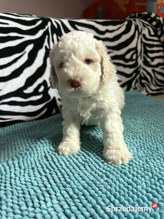 Lagotto Romagnolo ZKwP FCI Żyrardów