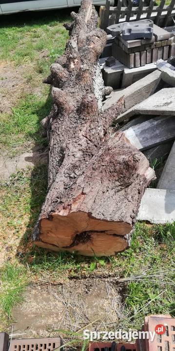 Pień kłoda gruszy Pozostałe