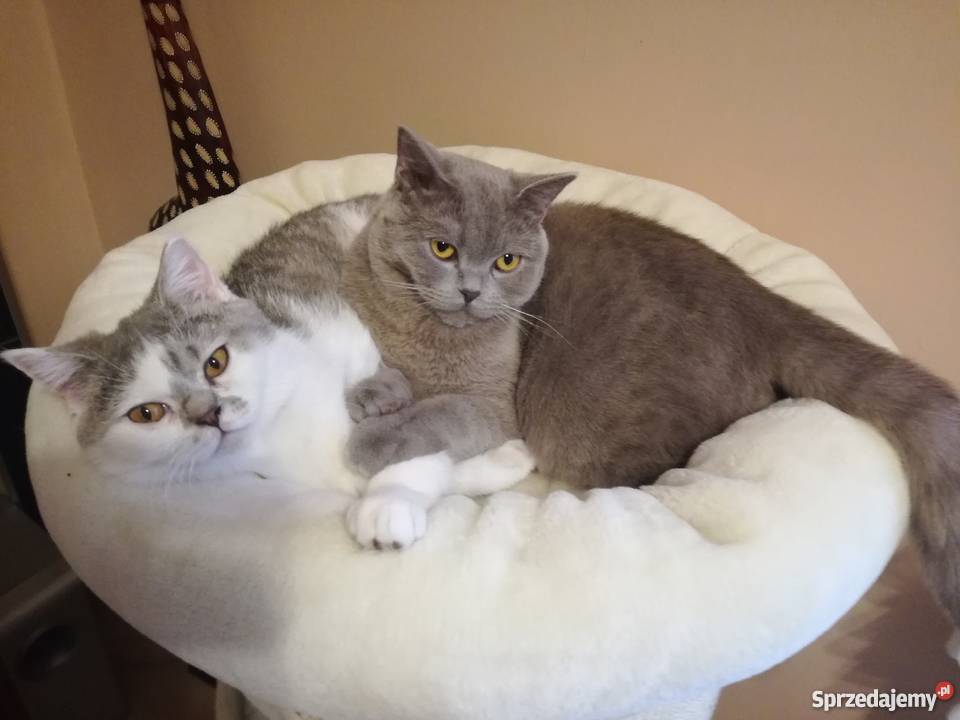 Sprzedam koty brytyjskie sprzedam