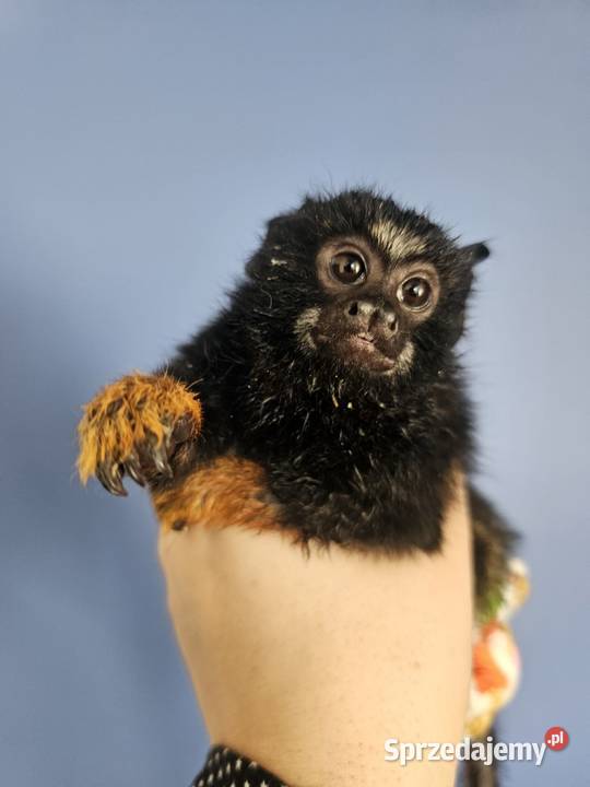 Tamaryna złotoręka Samiczka łódzkie Kutno