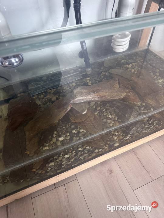 Żółw Kołodziejewo