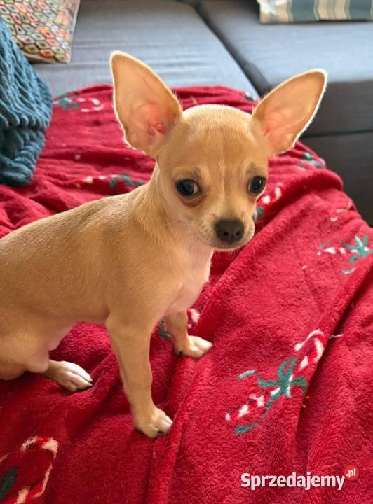 Chihuahua piękna dziewczynka