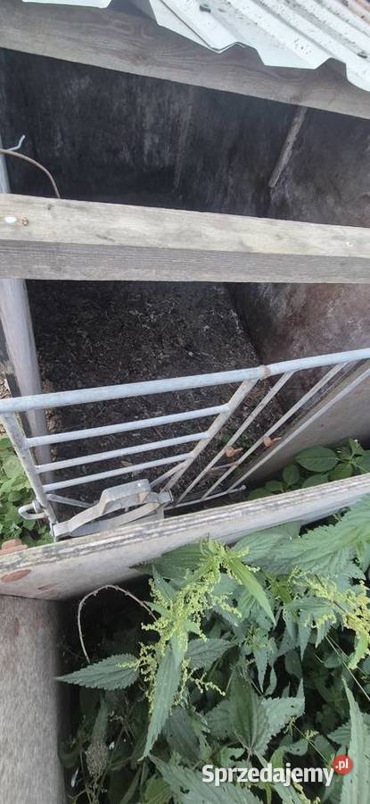 Kojce cieląt Złotniki Kujawskie