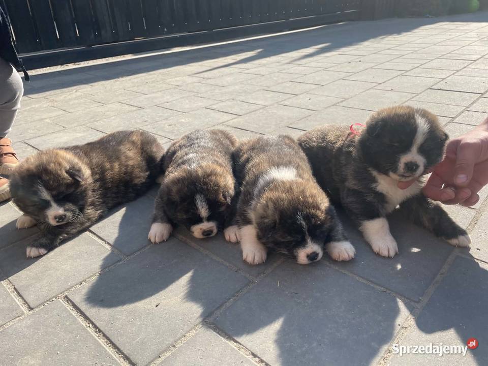 Piękne Szczenięta Akita Japońska łódzkie