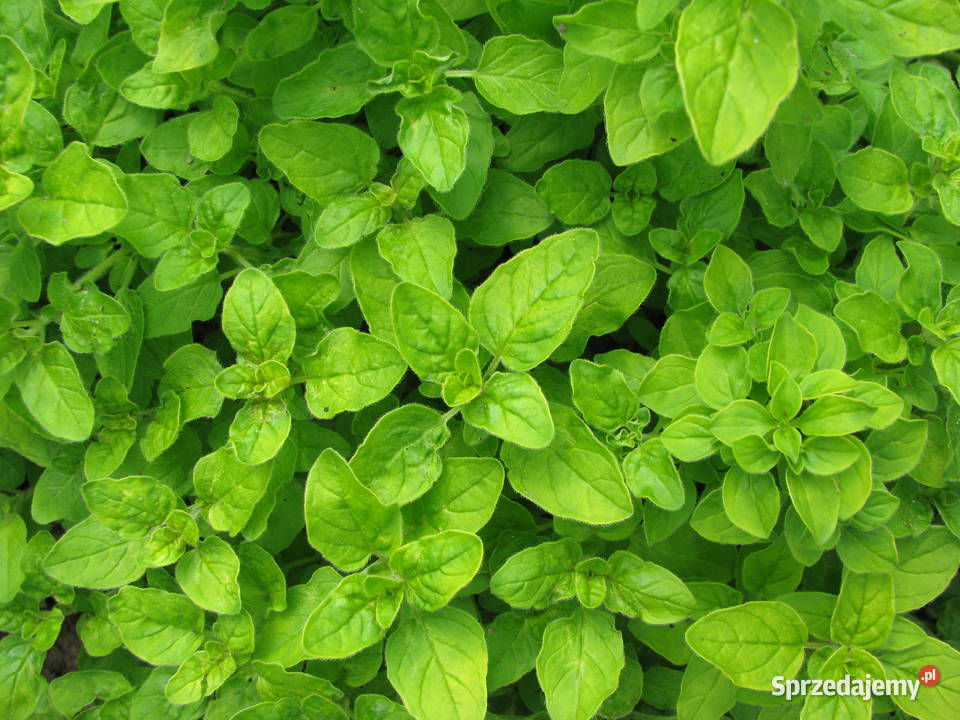 Oregano liść suszony z domowego ogródka świeże Brzegi