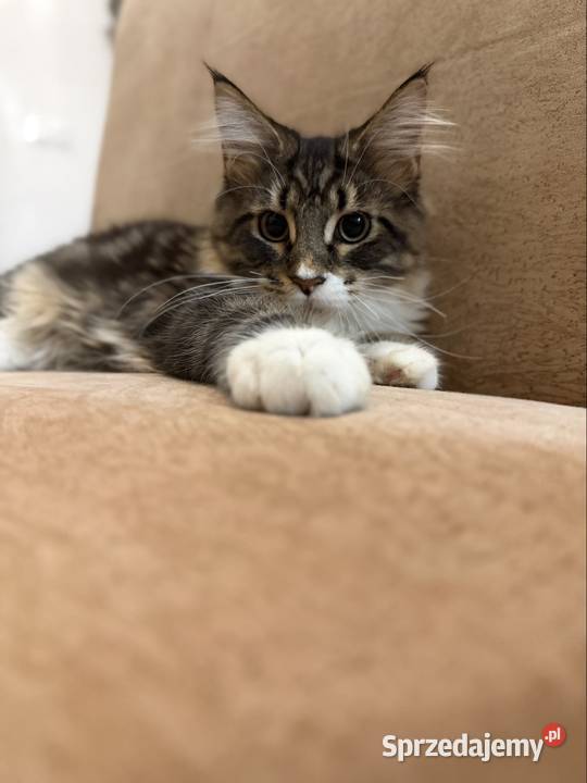 Maine coon kocięta Starogard Gdański