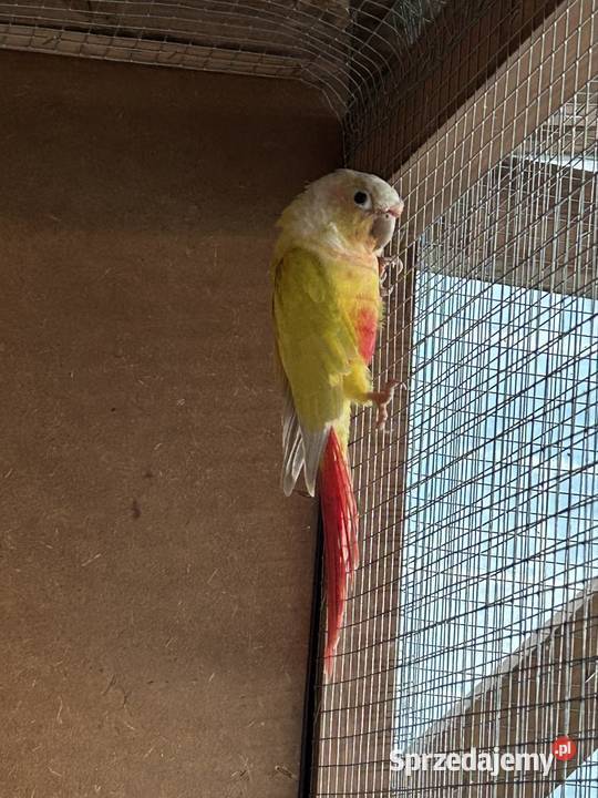 Samica rudosterki 4letnia Perzów