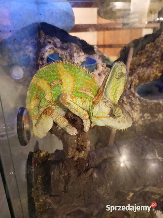 Kameleon jemeński samiec Kotórz Mały