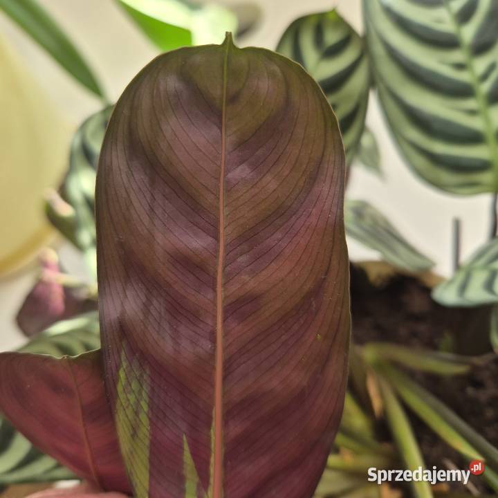 Calathea ctenanthe burle marxii fishbone kwiaty sprzedam