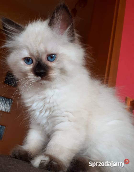 Cudowne koty syberyjskie i Neva Masquarade Syberyjski Sochaczew