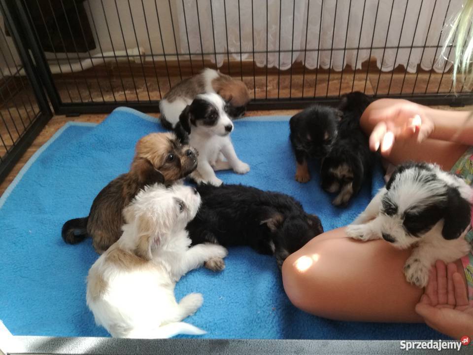 Shih tzu Rezerwacja mix Radomsko