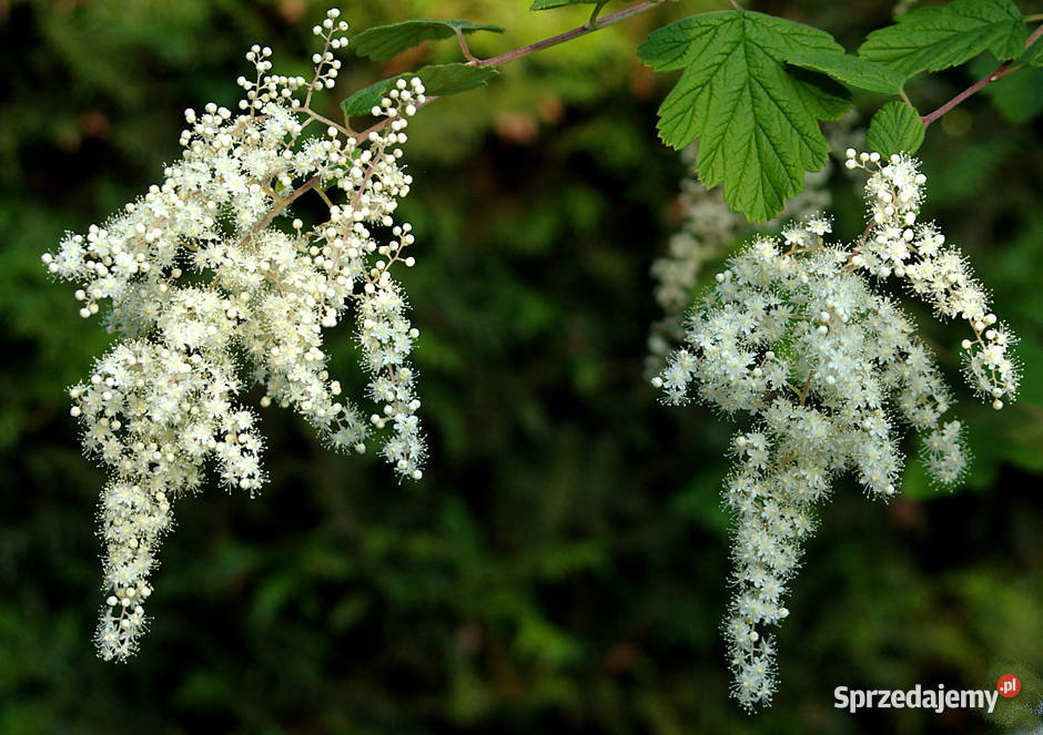 PUSTOKRĘŻNIK RÓŻNOBARWNY Holodiscus discolor kujawsko-pomorskie Lubanie sprzedam