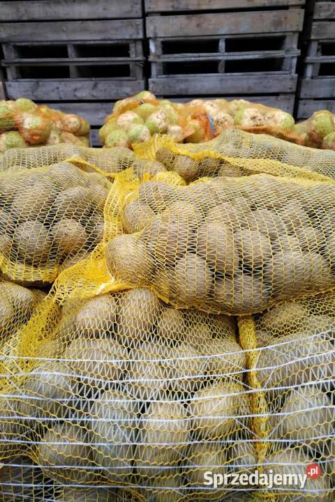 Ziemniaki warzywa Warzywa i owoce Warszawa